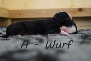 A-Wurf Vorlage