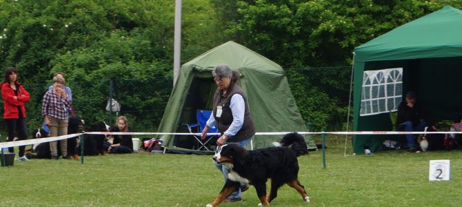 Balu’s erste Ausstellung in Herrenberg