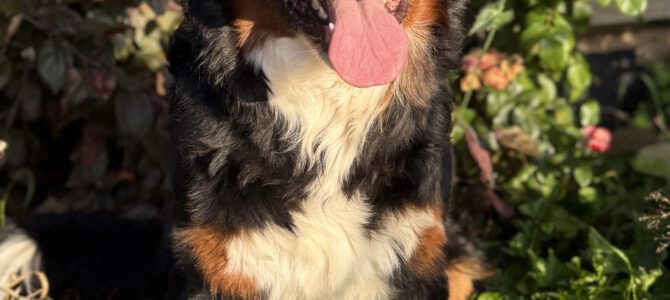 Finja ist unsere neue Zuchthündin