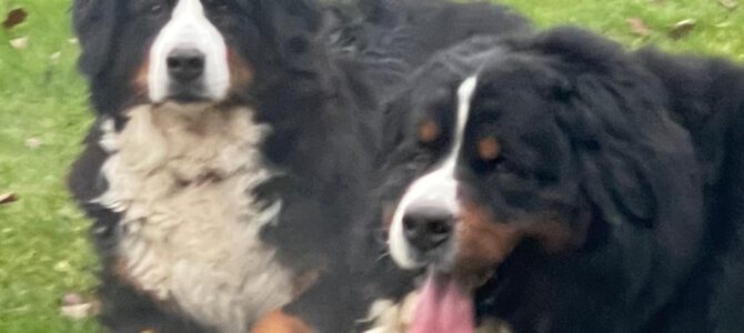 Ronja und Anton werden auch Eltern